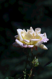 月季花  