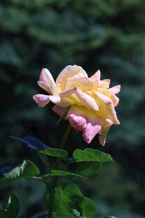月季花  