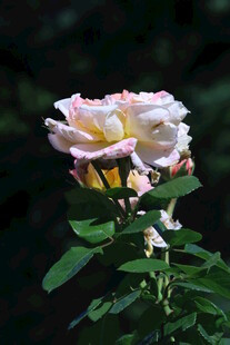 月季花 