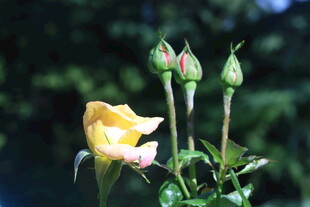月季花  