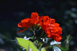 月季花 