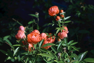 月季花 