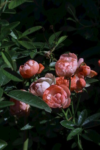 月季花  