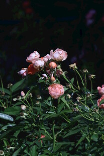 月季花  