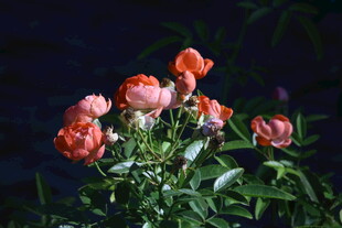 月季花  
