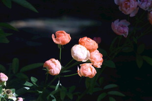 月季花 