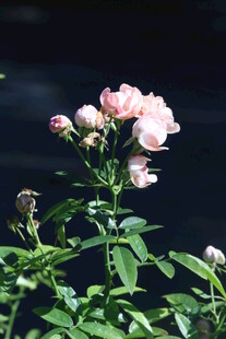 月季花 