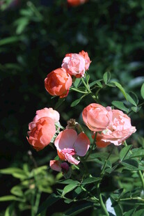 月季花 