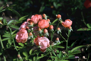月季花 