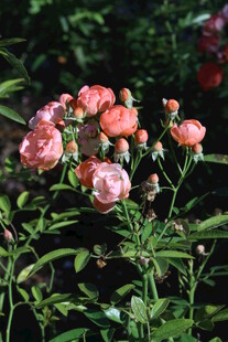 月季花  