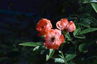 月季花 
