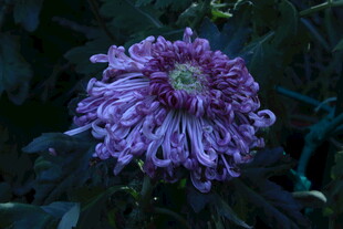 菊花  