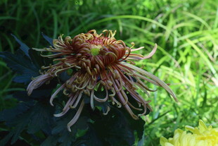菊花  