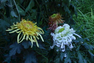 菊花  