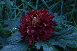 菊花  