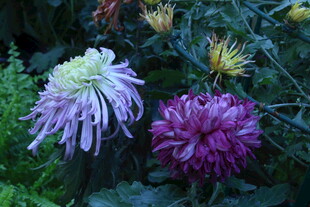 菊花  