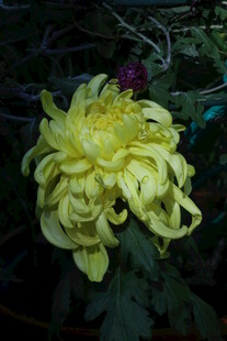 菊花 