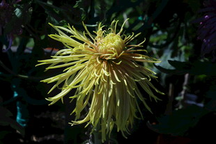 菊花  