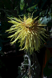 菊花  