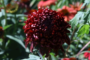 菊花  