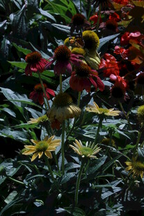 松果菊  