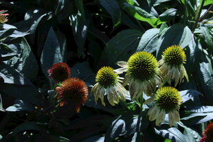 松果菊 