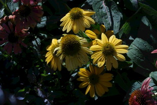 松果菊  