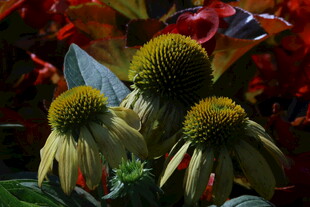 松果菊  