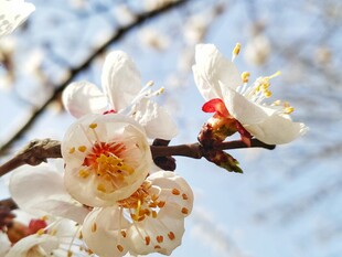 春日枝头白花盛放