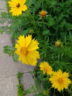 金鸡菊