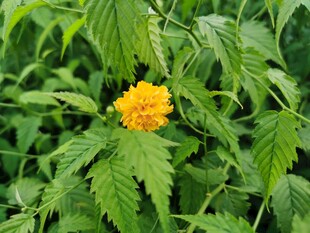 棣棠花
