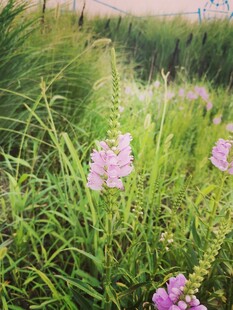 野外淡紫色野花