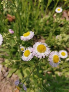 小雏菊
