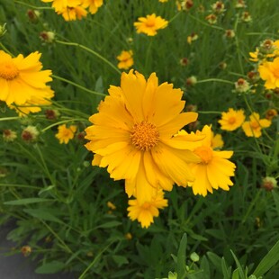 金鸡菊