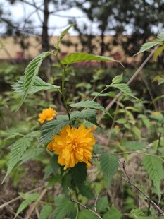 金鸡菊