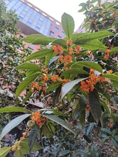 丹桂花开