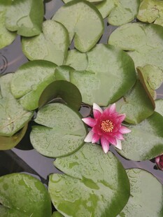 池塘里的红色睡莲