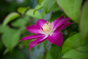 紫花铁线莲