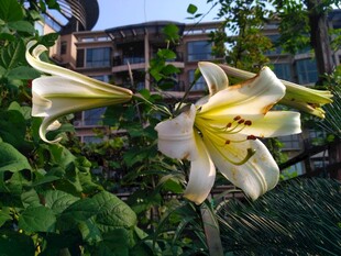 户外绽放的百合花