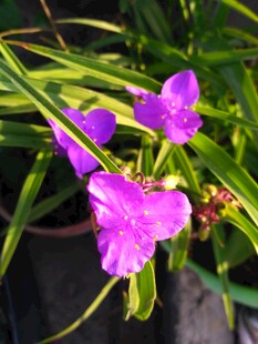 紫色观赏小花
