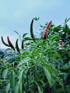 辣椒植株
