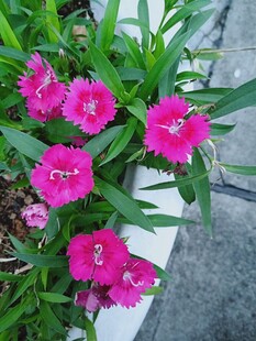 艳丽石竹花绽放