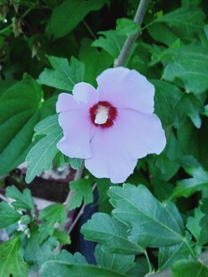 淡粉木槿花