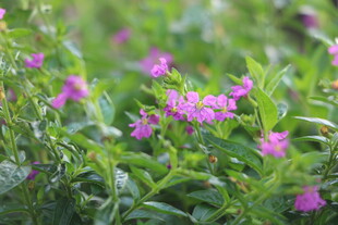 朦胧紫花绿植