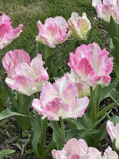 粉白郁金香花丛