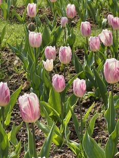 淡粉郁金香花丛