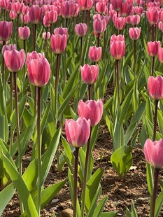 粉色郁金香花田
