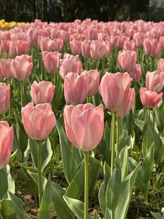 粉色郁金香花海