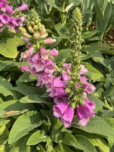 毛地黄紫色花穗特写