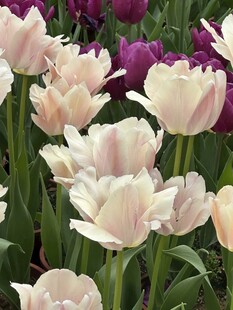 柔美郁金香花丛